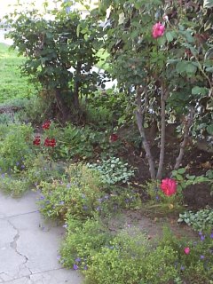 image:Mother's garden